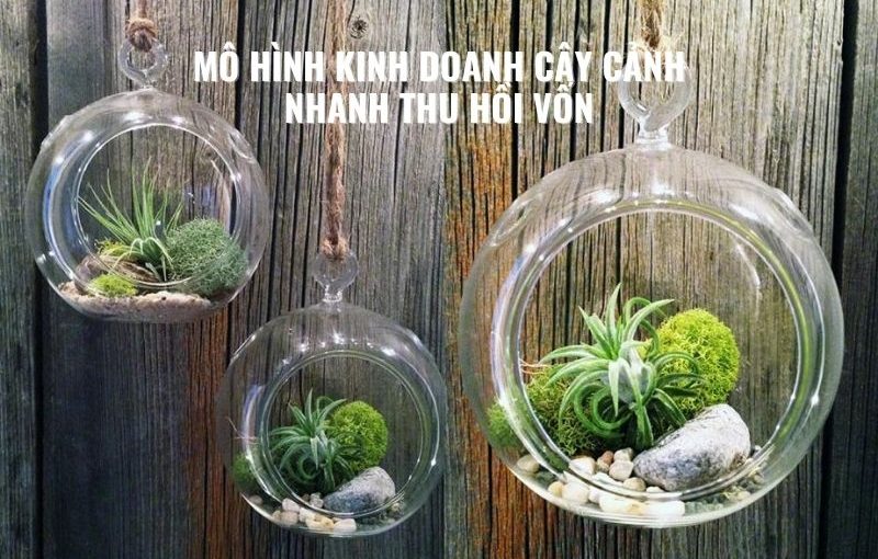 Mô hình kinh doanh cây cảnh