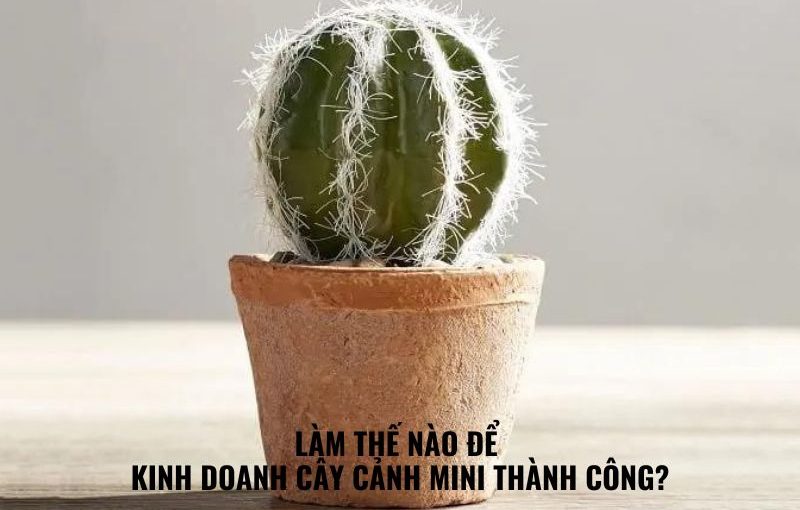 kinh doanh cây cảnh mini