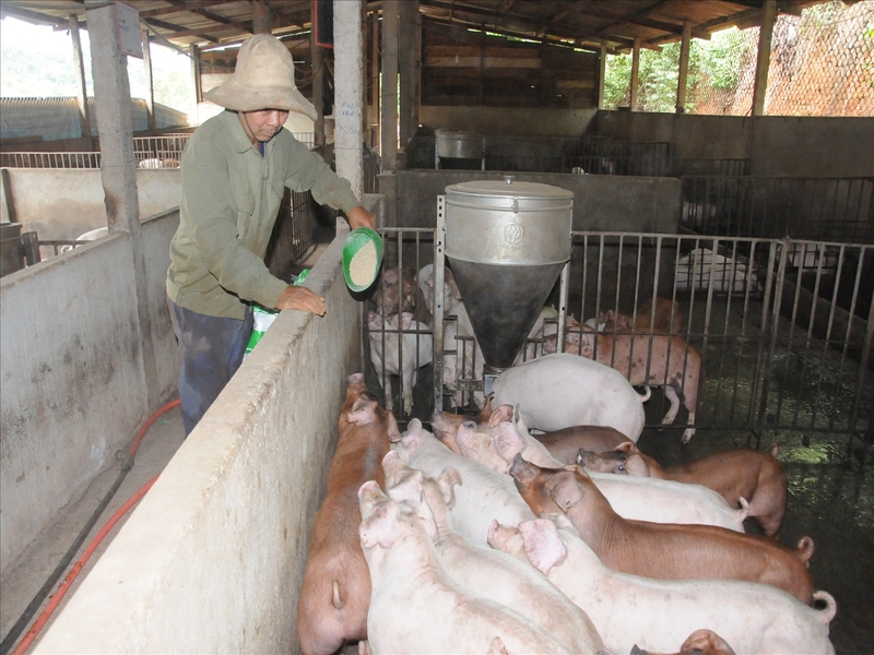 Chăn nuôi gia súc cũng là một công việc nông nghiệp khá phổ biến tại quê hương