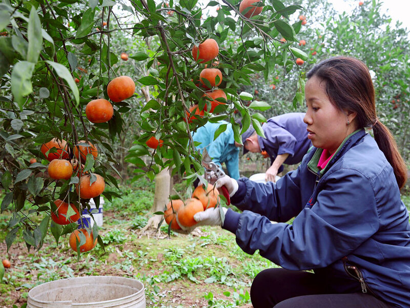 Trồng cây ăn trái tạo ra thu nhập ổn định tại quê hương